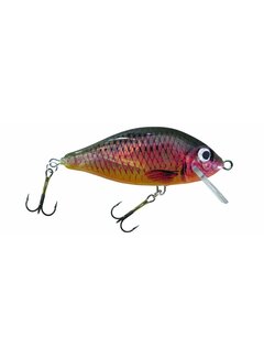 Prussian Carp