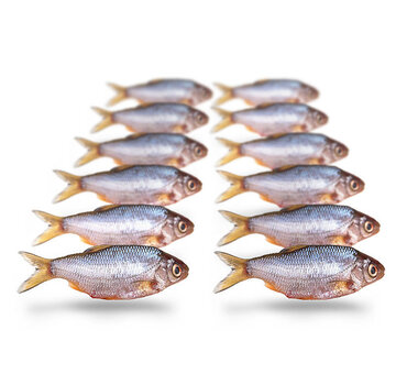 PREBAITS Voorn / Kolblei Klein - Vacuüm Verpakt