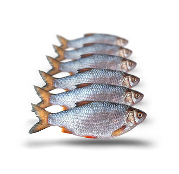 PREBAITS Voorn Middel - Vacuüm Verpakt