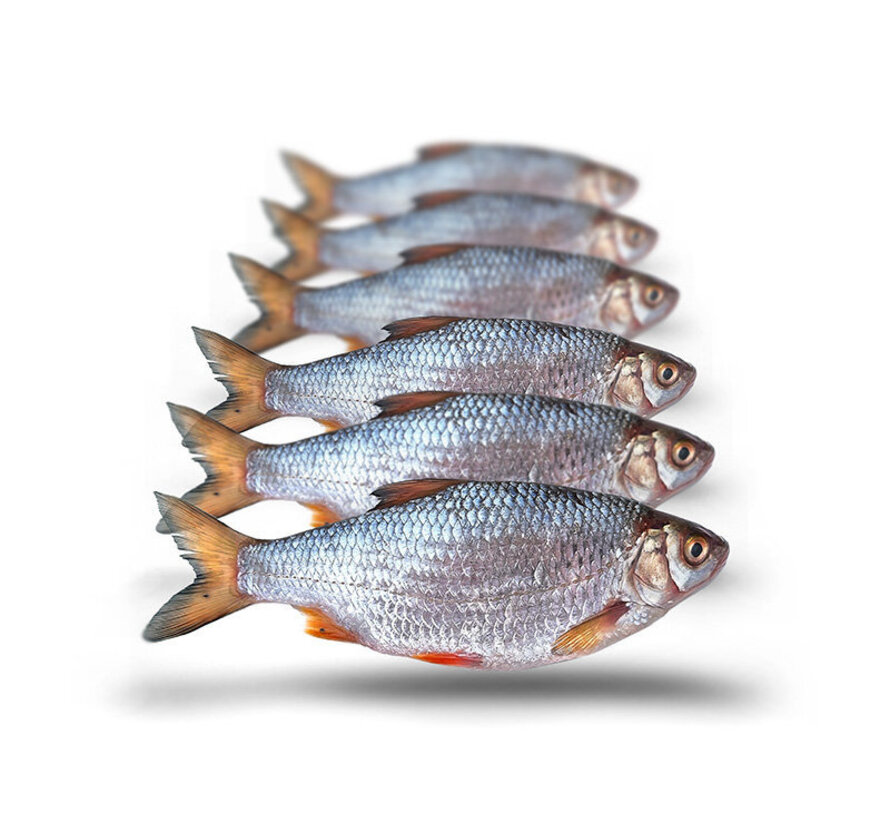 Voorn Middel - Vacuüm Verpakt