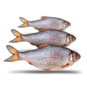 PREBAITS Voorn Groot - Vacuüm Verpakt