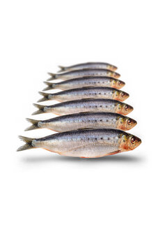 PREBAITS Sardines Klein - Vacuüm Verpakt