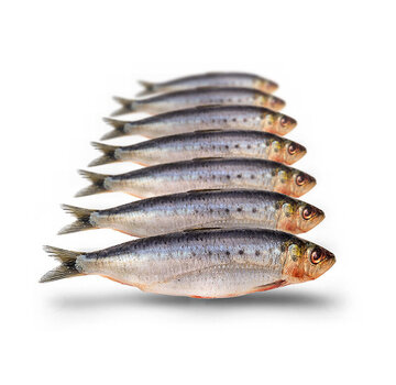 PREBAITS Sardines Klein - Vacuüm Verpakt