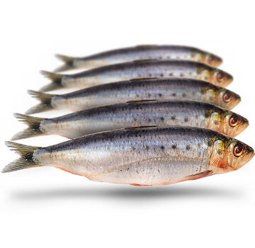 PREBAITS Sardines Groot - Vacuüm Verpakt