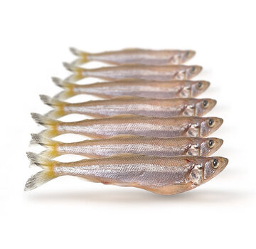 PREBAITS Spiering Klein - Vacuüm Verpakt