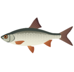 Witvis