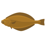 Zeevis