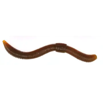 TROUT MASTER Dendrobaena