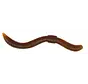 Dendrobaena