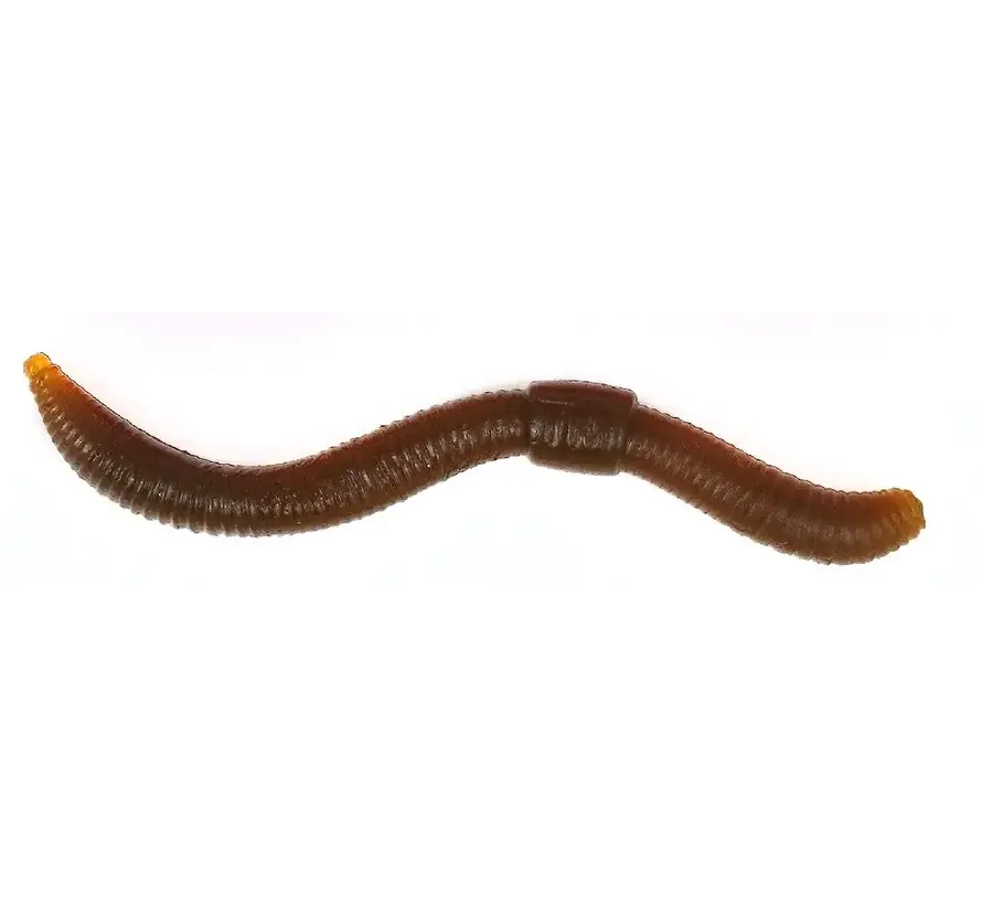 Dendrobaena