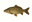 Karper
