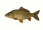 Karper