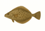 Zeevis