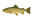 Forel