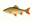 Witvis