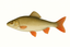 Witvis