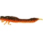 Odonata Ned (6.5cm) (2gr) (4stuks)