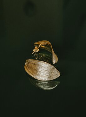 Shell-Shaped Earrings Alizé, Gold Plated