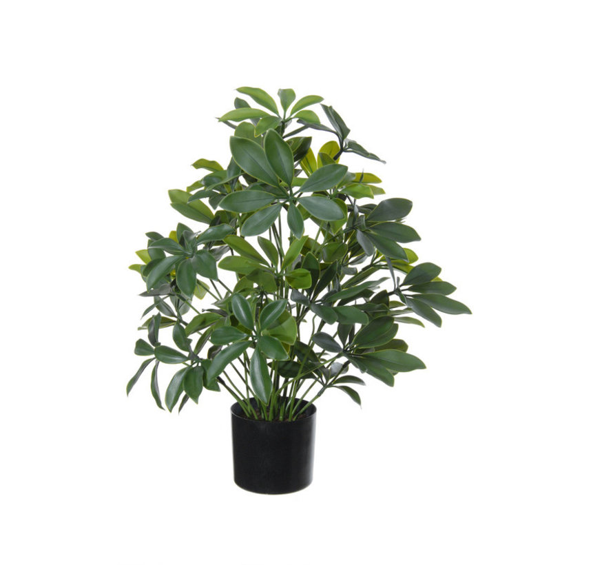 Kunstplant Schefflera h50cm