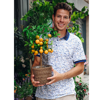 A Fish Named Fred Polo Citrus Multicolor Blue (33.310 - 071)