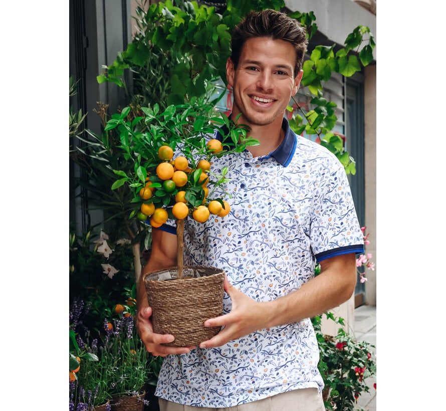 A Fish Named Fred Polo Citrus Multicolor Blue (33.310 - 071)