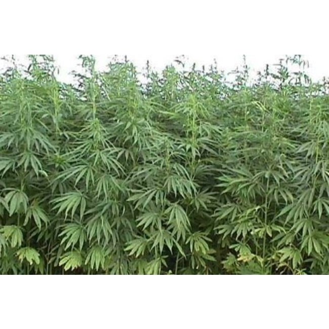 Isohemp Ruwe hennepvezels