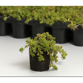 Ekogras Sedum Plugs groendak