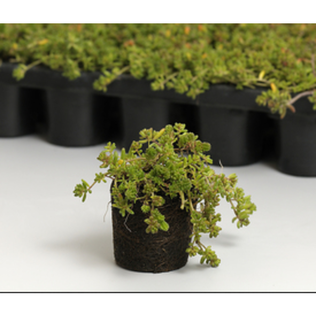 Ekogras Ekogras Sedum Plugs groendak
