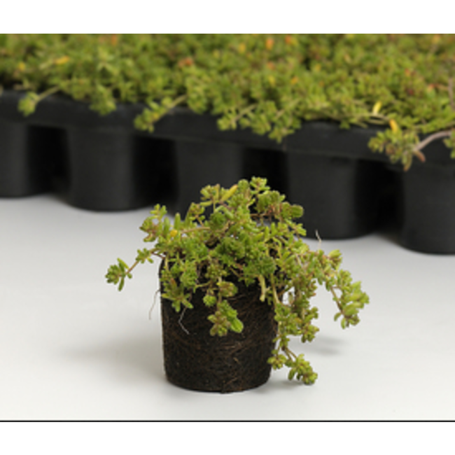 Ekogras Sedum Plugs groendak