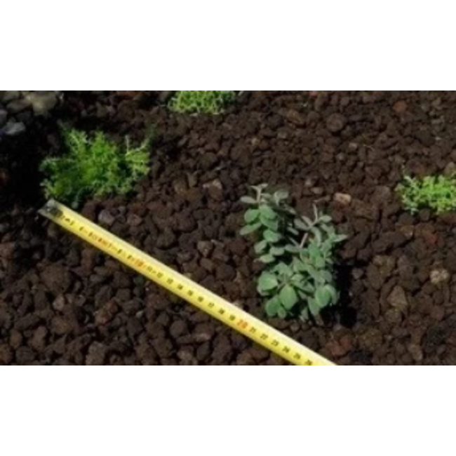 Ekogras Sedum Plugs groendak