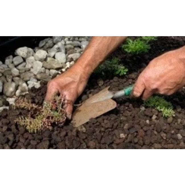 Ekogras Sedum Plugs groendak