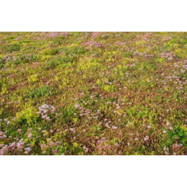 Ekogras Groendak sedumrol (1,1m2)