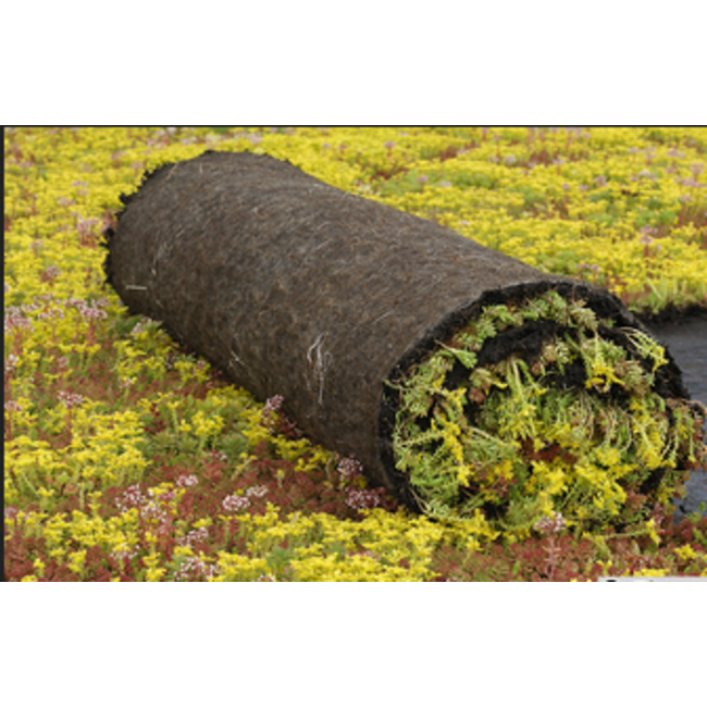 Ekogras Groendak Eko-Sedumrol, vetplantenmatten, per 1m2