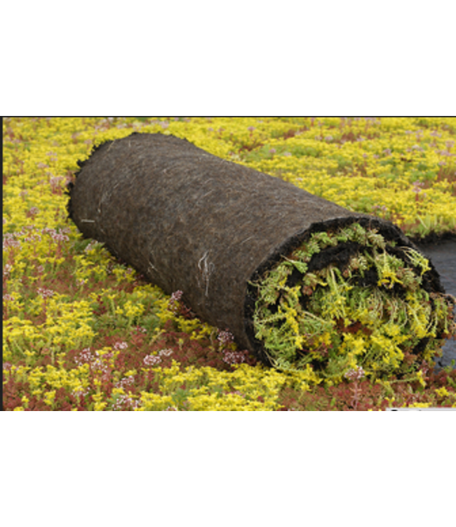 Ekogras Groendak Sedumrol | Vetplantenmatten | per m2