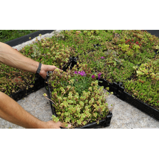 Ekogras Sedum cassettes Easygroen