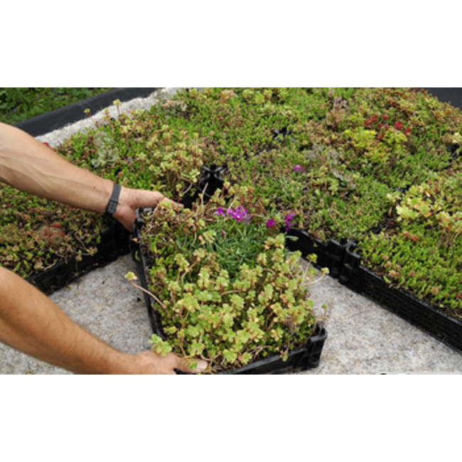 Ekogras Sedum cassettes Easygroen