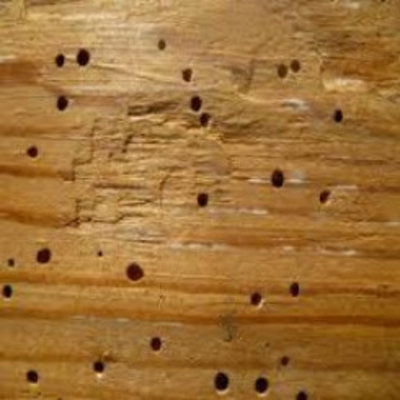 Houtrot en ongedierte 