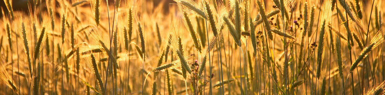 Biobased bouwen – graanveld