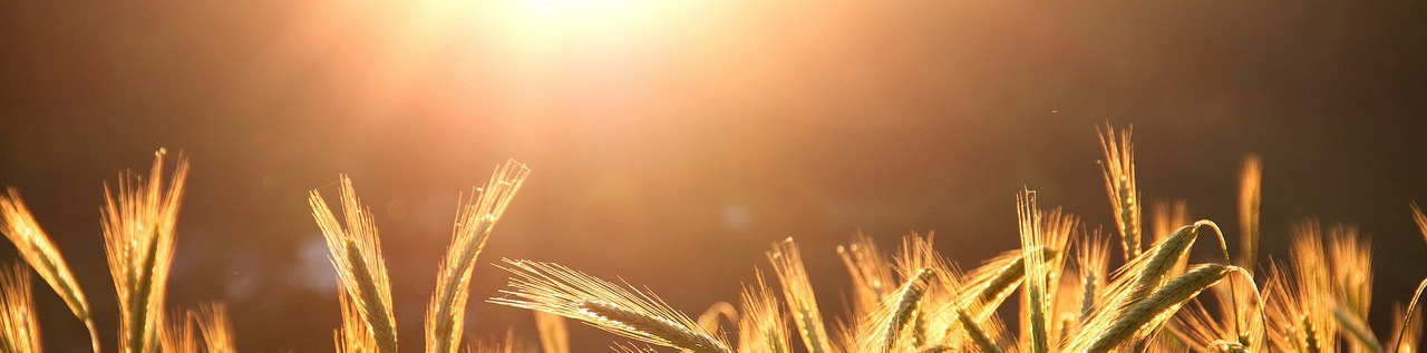 Biobased bouwen – Groene Bouwmaterialen