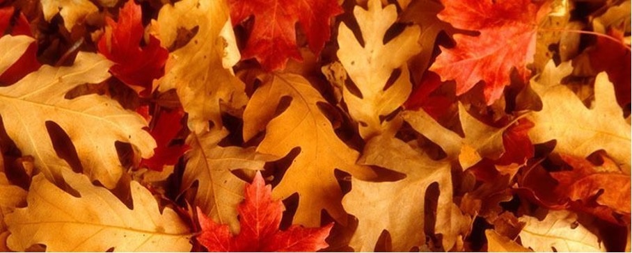 Haaruitval in de herfst 