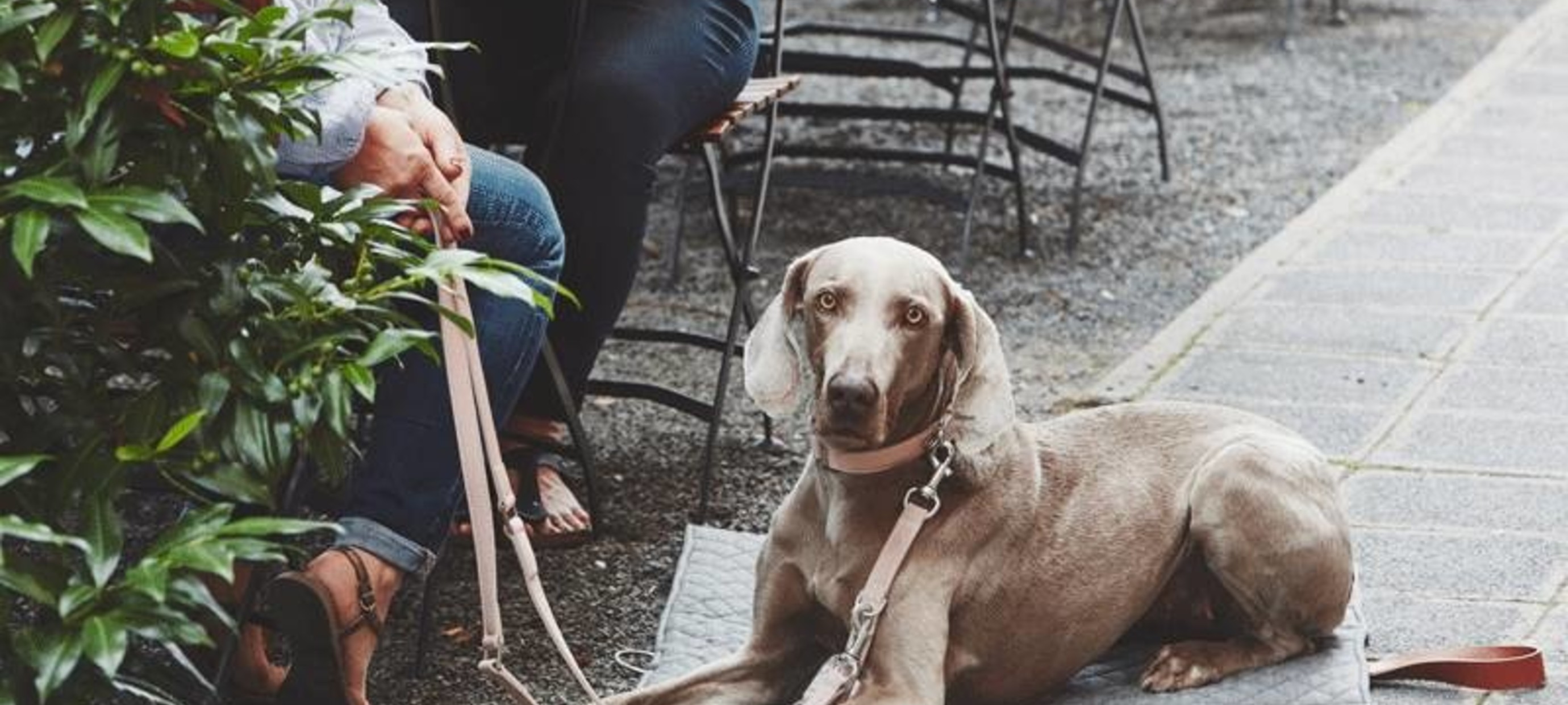 Hoe maak je jouw huis tot een thuis voor je nieuwe hond?  