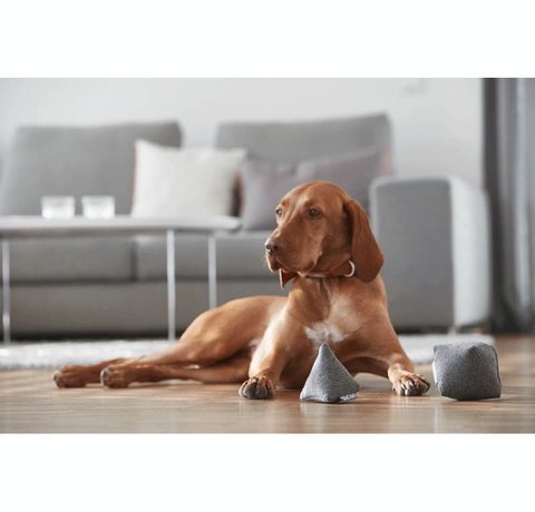 Hoe zet je jouw huisdier op dieet?