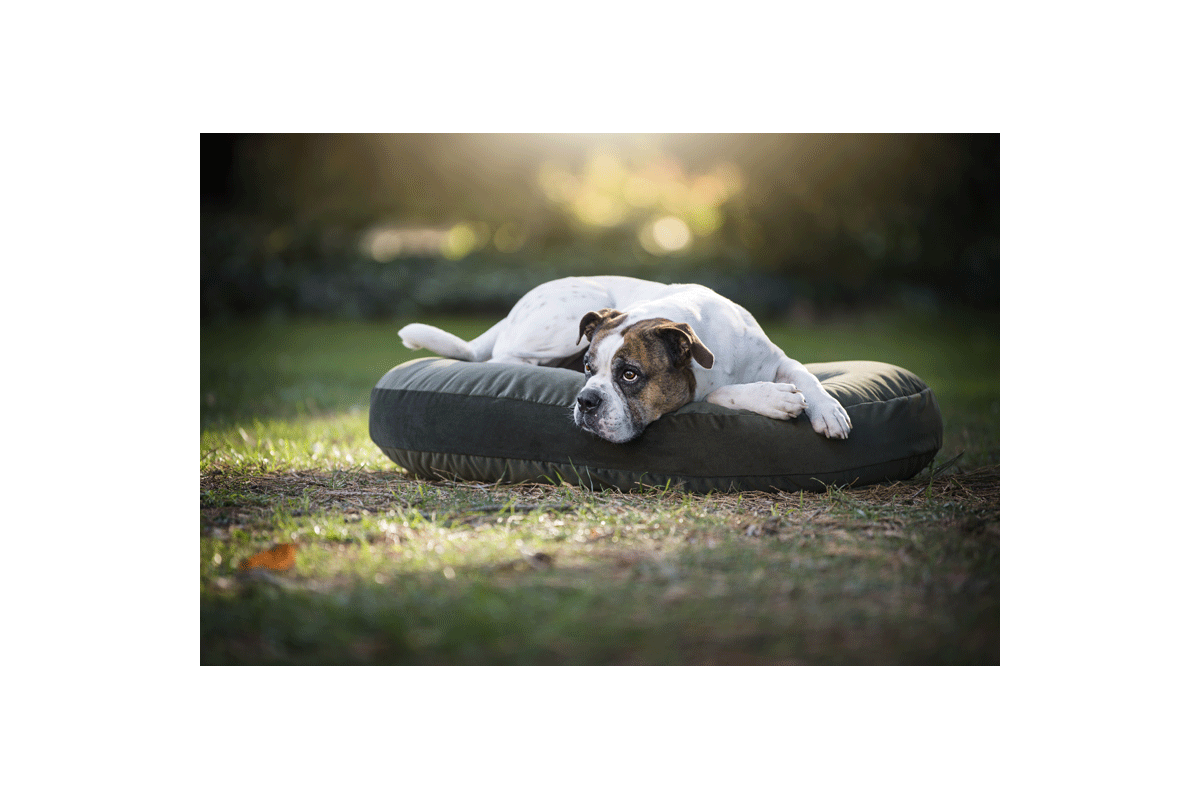 Laboni Design Dog Cushion Luna Velvet Olive