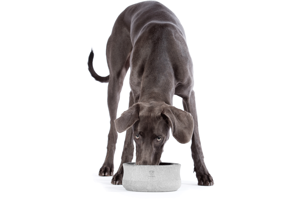 Laboni Design Food Bowl Rocky