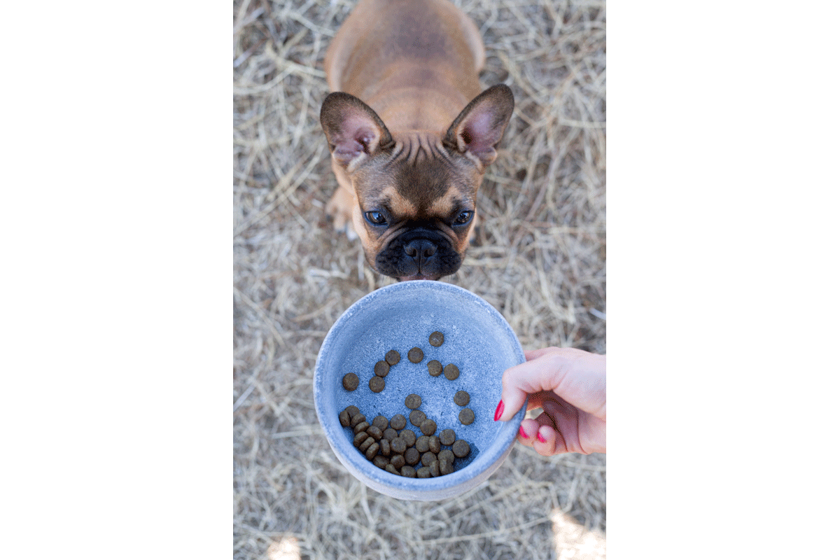 Laboni Design Food Bowl Rocky