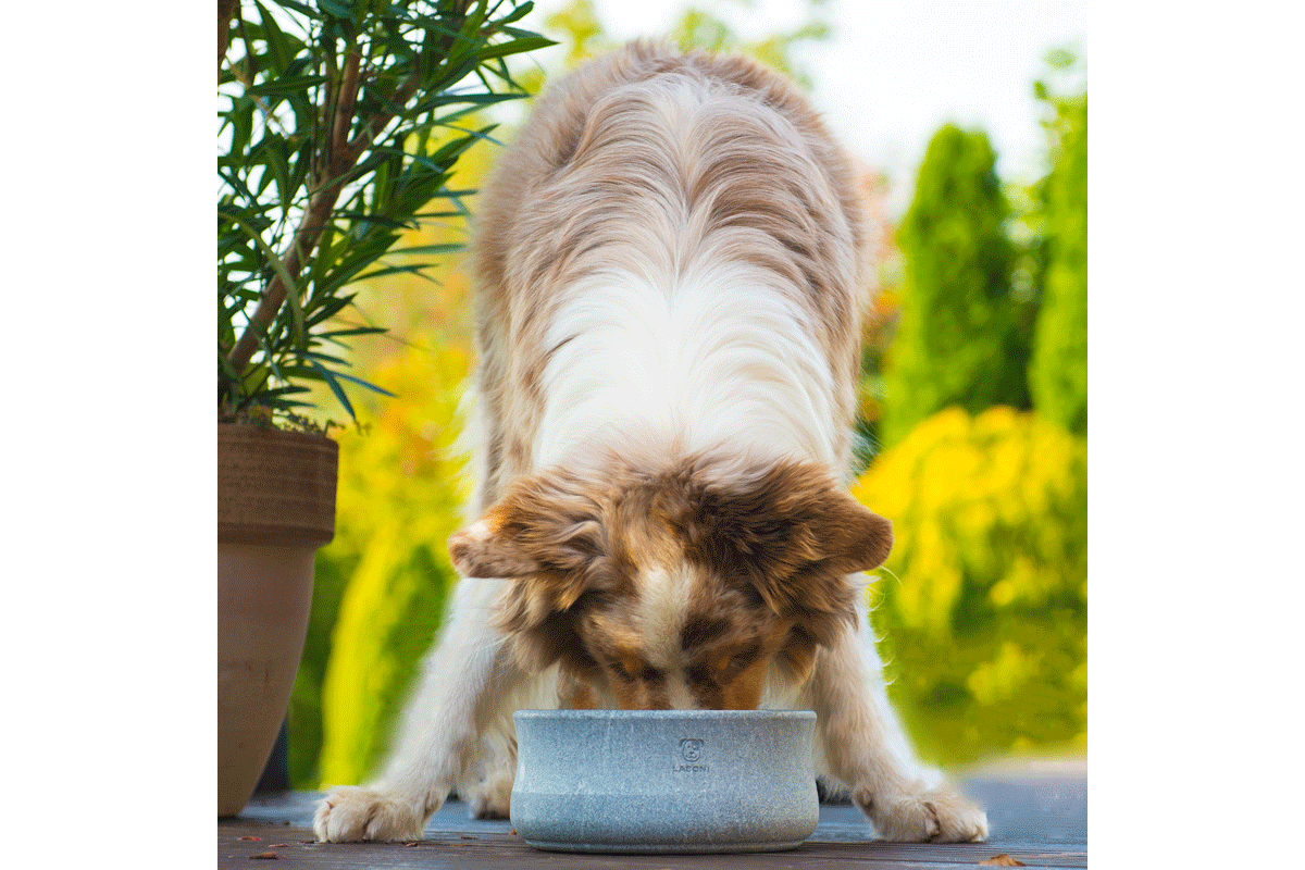 Laboni Design Food Bowl Rocky