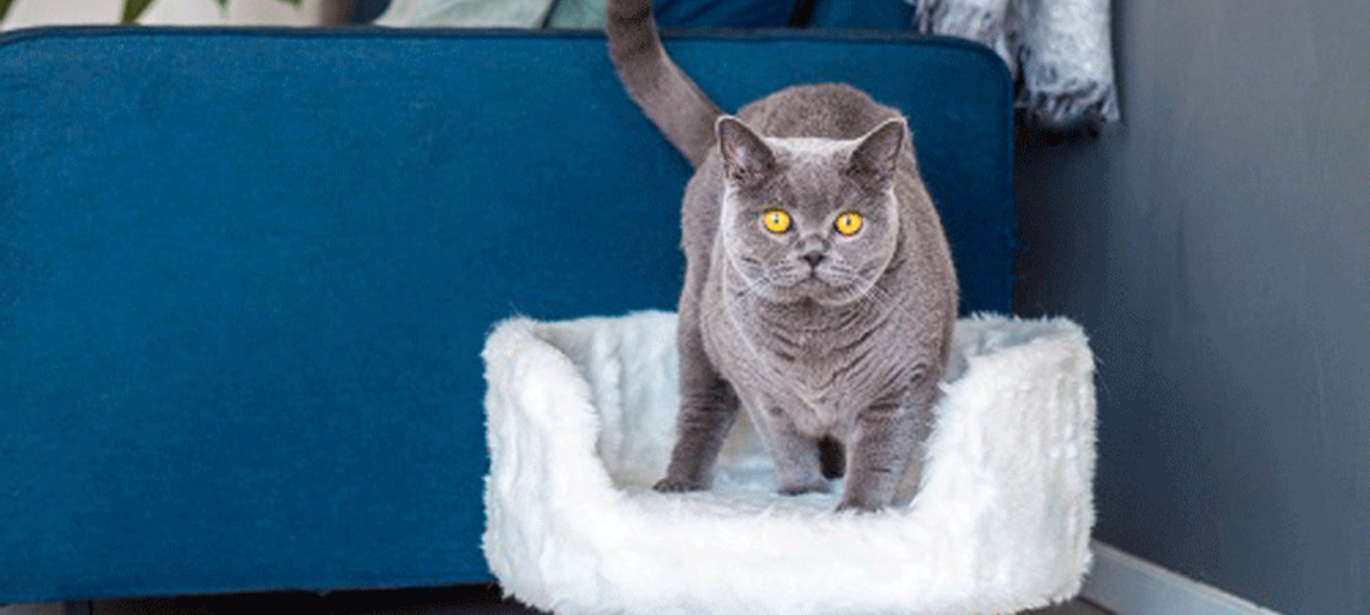 The ultimate cat treat is a luxurious cat bed  Online pet shop The Pet  Empire - The Pet Empire