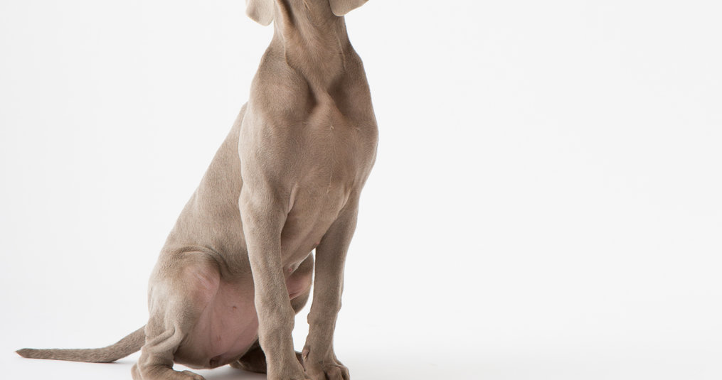 Make your house a home for your dog