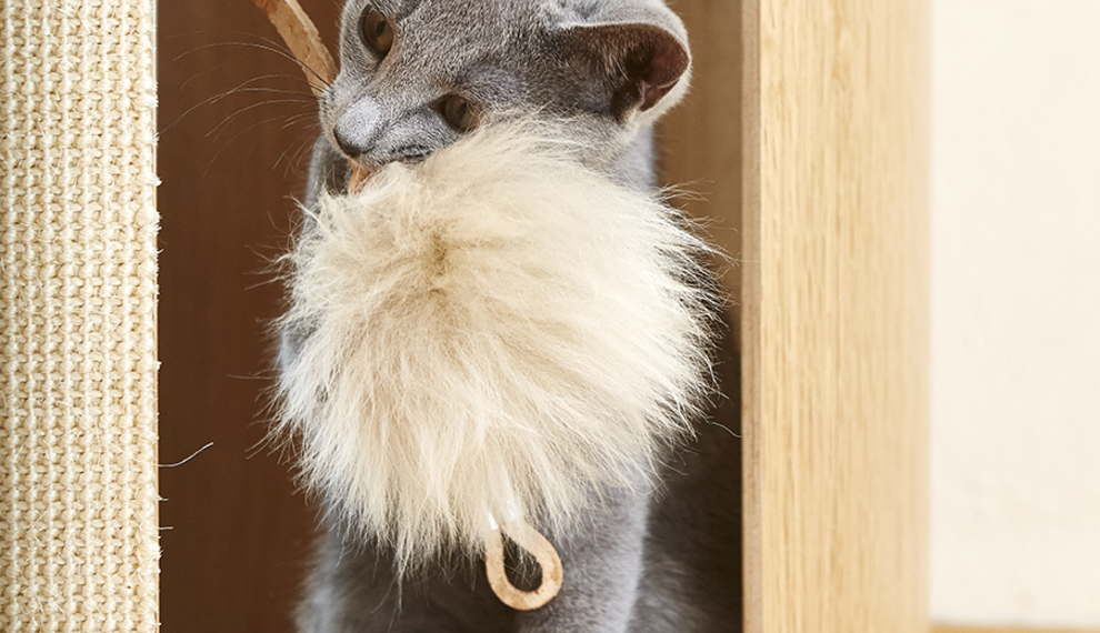 Wie setzt man ein Haustier auf Diät?