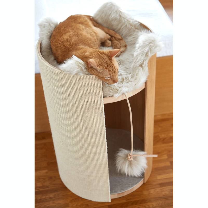 wie befriedige ich meinen kater Maine Coon Lebenserwartung main image 0